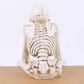 Skelettfigur für Gothic- und Halloween-Deko