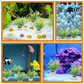 Befestigungsring für Wasserpflanzen, Keramik-Set