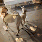 Anti-Lost Pet Glow Collar Projector Light with Breed Patterns